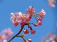 咲き始めの河津桜