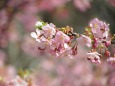 河津桜(カワヅサクラ)