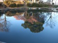 池に浮かぶ河津桜