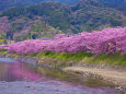 満開の河津桜