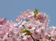 早春の陽に・河津桜