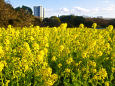 都心の菜の花畑