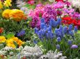 色彩豊かな早春の草花展