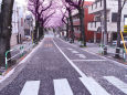 桜の路・2