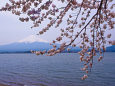 河口湖北岸の桜と富士山