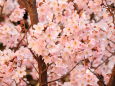 満開のコヒガン桜