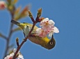 熱海早咲きにメジロ