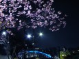 永代橋と桜