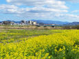 河川敷を埋め尽くす菜の花