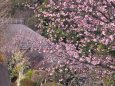 中日桜