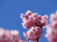 青空の陽光桜