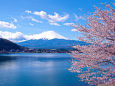 富士山と桜