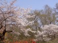 桜咲く頃