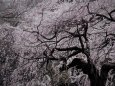 枝垂れ桜の大木