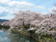 待ち遠しい桜の季節