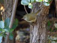 日本三鳴鳥ウグイス