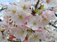 待ち遠しい桜の季節2