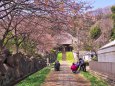 桜咲く頃