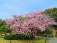 二条城庭園のセンダイヤ桜