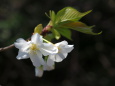 大島桜