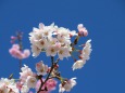 染井吉野桜の枝一輪