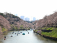 2017千鳥が淵の桜