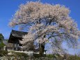 瑠璃寺の枝垂れ