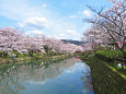 待ち遠しい桜の季節6