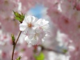桜・アーコレード