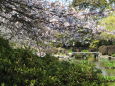 咲き始めた公園の桜