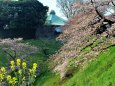 武道館と桜に菜の花