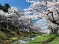 観音寺川さくら祭り