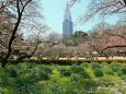 新宿御苑の桜