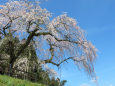 春陽に眩しい枝垂れ桜