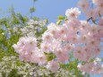 白しだれ桜の花