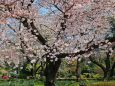 新宿御苑の桜