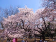 新宿御苑の桜