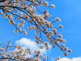 春陽に眩しい桜