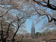 新宿御苑の桜