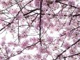 満開の桜