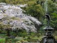 鶴の噴水と桜