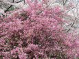 満開の花海棠と桜