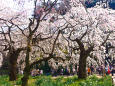 新宿御苑のしだれ桜