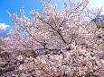 新宿御苑 満開の桜