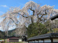 山里の民家の枝垂れ桜