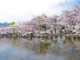 不忍池の桜並木