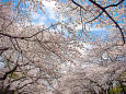 上野公園の桜