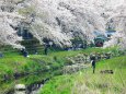 野川で花見