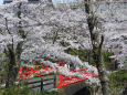 お堀端の桜3