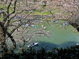 北の丸公園からの桜堤